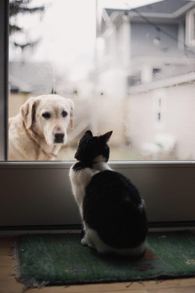 No se pueden dejar animales Perro desde la calle mirando tras un cristal a un gato que está dentro de casa