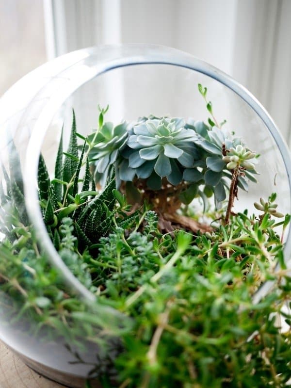 Las plantas necesitan luz para vivir Jarrón de cristal con plantas crasas o suculentas, que no necesitan tanto agua pero si luz para vivir